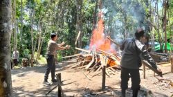 Polsek Silat Hilir Tindak Tegas Lokasi Judi Sabung Ayam di Dusun Keranji