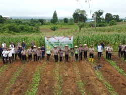 Polres Melawi Bersama Polsek Jajaran Dukung Asta Cita Presiden Prabowo, Serentak Menanam Jagung