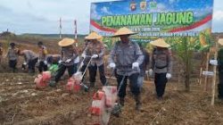 Sinergi Polda Kalbar dan PTPN IV Dorong Swasembada, Penanaman Jagung 10 Hektare Dimulai di Kembayan