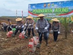 Sinergi Polda Kalbar dan PTPN IV Dorong Swasembada, Penanaman Jagung 10 Hektare Dimulai di Kembayan
