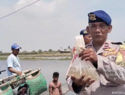 Polairud Polda Metro Jaya Tebar 10 Ribu Bibit Bandeng di Bekasi, Perkuat Ketahanan Pangan Wilayah Pesisir