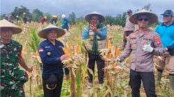 Panen Jagung Di Lahan Monokultur Polsek Semitau Capai Hasil Ubinan 12,8 Ton Per Hektar
