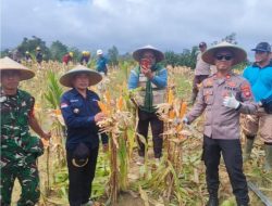 Panen Jagung Di Lahan Monokultur Polsek Semitau Capai Hasil Ubinan 12,8 Ton Per Hektar