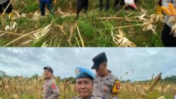 Kapolres Melawi Panen Jagung di Lahan LPHD