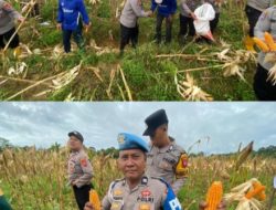 Kapolres Melawi Panen Jagung di Lahan LPHD