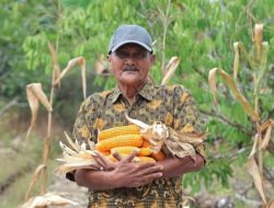 Semangat Abdul Hamid Bertani di Tengah Keterbatasan Lahan