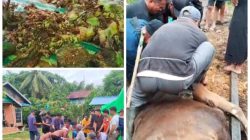 17 Ekor Sapi Kurban Warnai Idul Adha 1447 H Di Nanga Ella Hulu Wujud Ketaatan Kepada Allah
