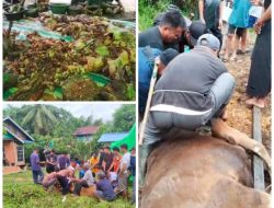 17 Ekor Sapi Kurban Warnai Idul Adha 1447 H Di Nanga Ella Hulu Wujud Ketaatan Kepada Allah