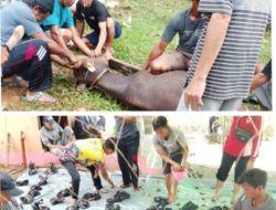 Warga Desa Nanga Keruab Sembelih 4 Ekor Sapi di Momentum Idul Adha 1447 H