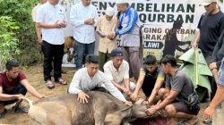 Polres Melawi Qurban Sapi dan Kambing