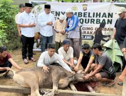 Polres Melawi Qurban Sapi dan Kambing