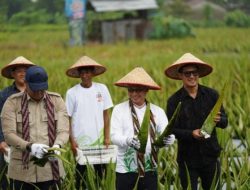 Wamentan Bersama Wako Edi Panen Lidah Buaya di Pontianak Utara