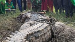 Buaya Sering Resahkan Masyarakat, Akhirnya Berhasil Ditangkap