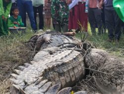 Buaya Sering Resahkan Masyarakat, Akhirnya Berhasil Ditangkap