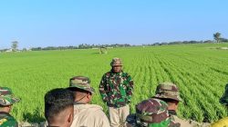 PANORAMA PADI MENGHIJAU IRINGI APEL PAGI, SATGAS TMMD KE-129 KODIM 1404/PINRANG MAKIN BERSEMANGAT