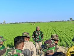 PANORAMA PADI MENGHIJAU IRINGI APEL PAGI, SATGAS TMMD KE-129 KODIM 1404/PINRANG MAKIN BERSEMANGAT