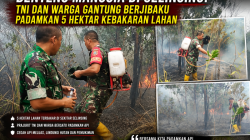 Benteng Manusia di Selinsing: TNI dan Warga Gantung Berjibaku Padamkan 5 Hektar Kebakaran Lahan