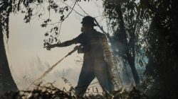 Tindak Pelaku Pembakar Lahan Dua Lokasi Karhutla Diperiksa