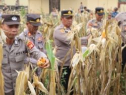 Luar Biasa Polres Melawi Tiga Kali Panen Buktikan Komitmen Dukung Ketahanan Pangan Lewat Jagung Hibrida