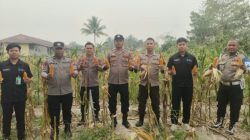 Polsek Nanga Pinoh Dukung Panen Jagung Hibrida, Perkuat Ketahanan Pangan di Melawi