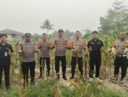 Polsek Nanga Pinoh Dukung Panen Jagung Hibrida, Perkuat Ketahanan Pangan di Melawi